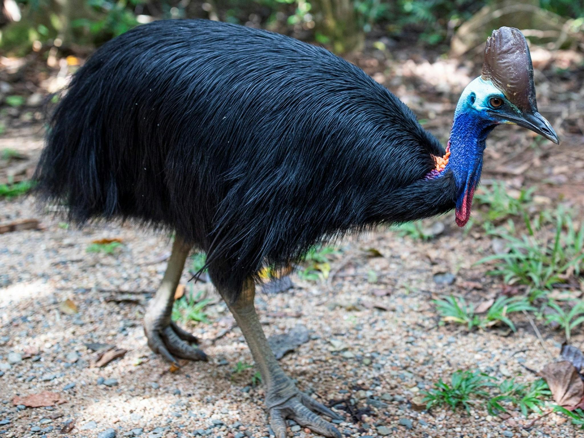 cassowary cassowary