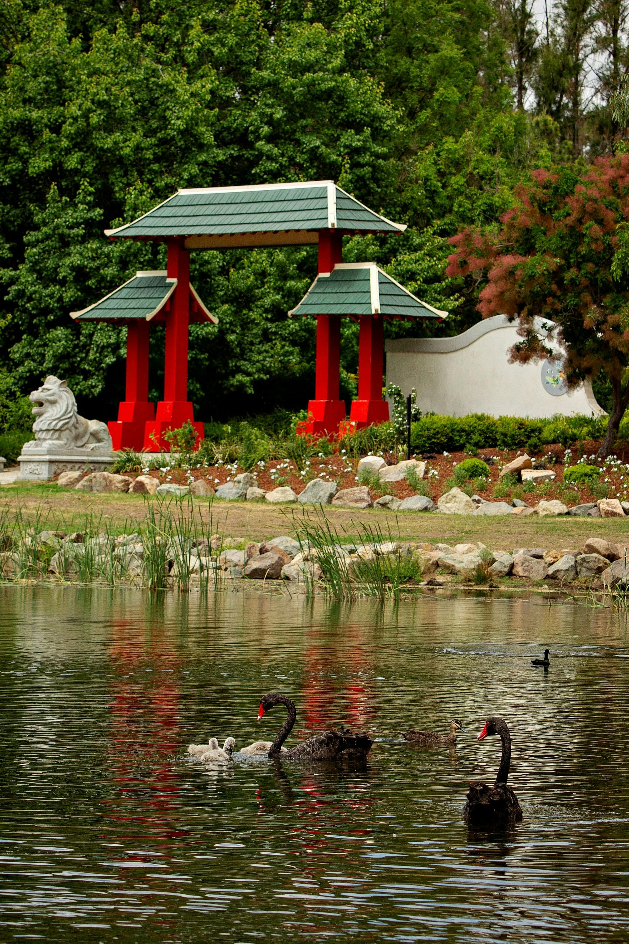 Pond at the Lambing Flat Chinese Gardens