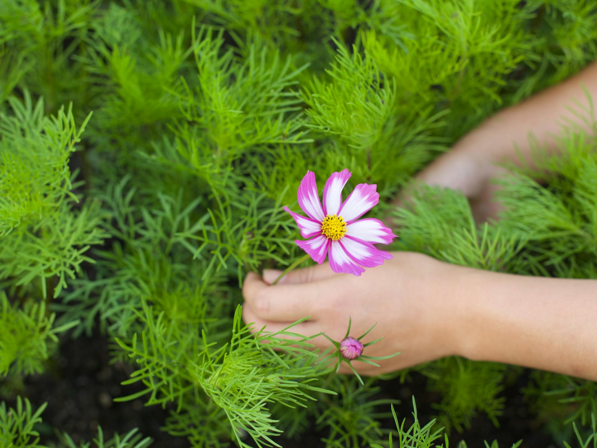 Close up shows a woman's hands preparing to snip a bicolour Cosmos flower against lush green foliage