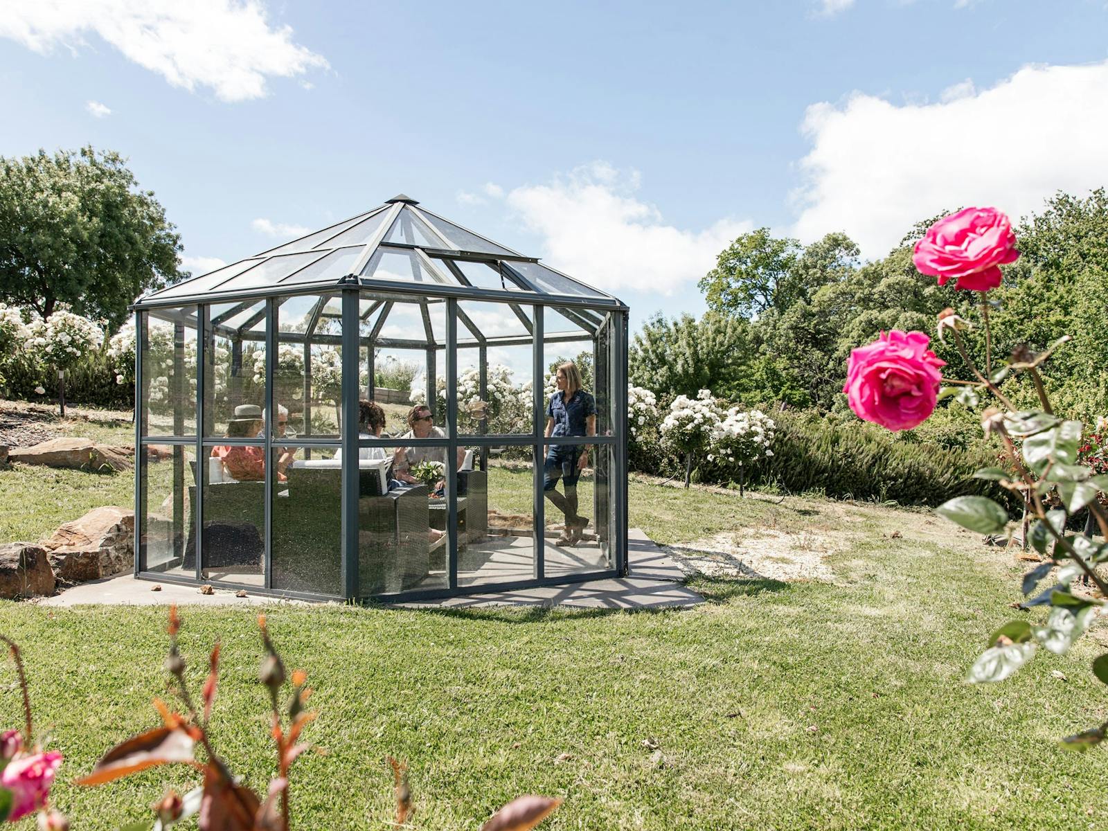 People tasting wine in a garden conservatory at Holm Oak Sensory Garden. Pink roses in foreground