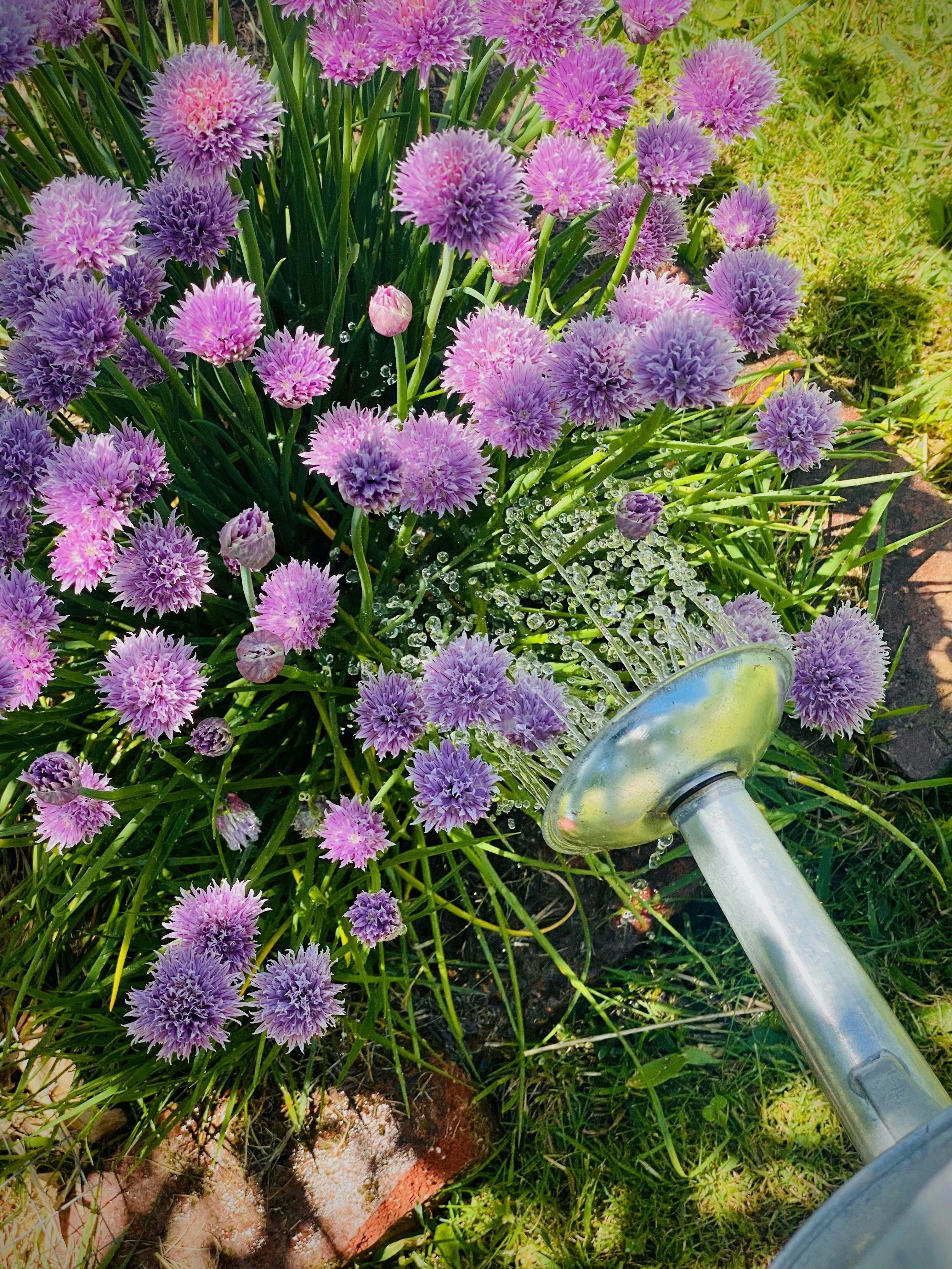 Tumbarumba Spring Flower Festival
