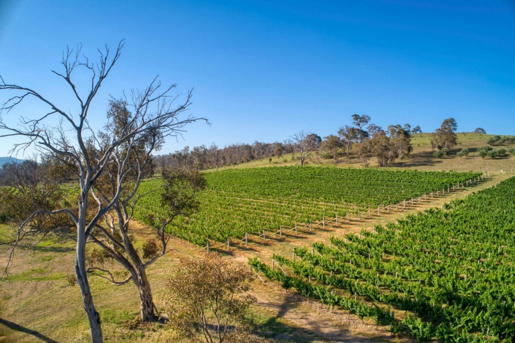 Barton Estate Winery