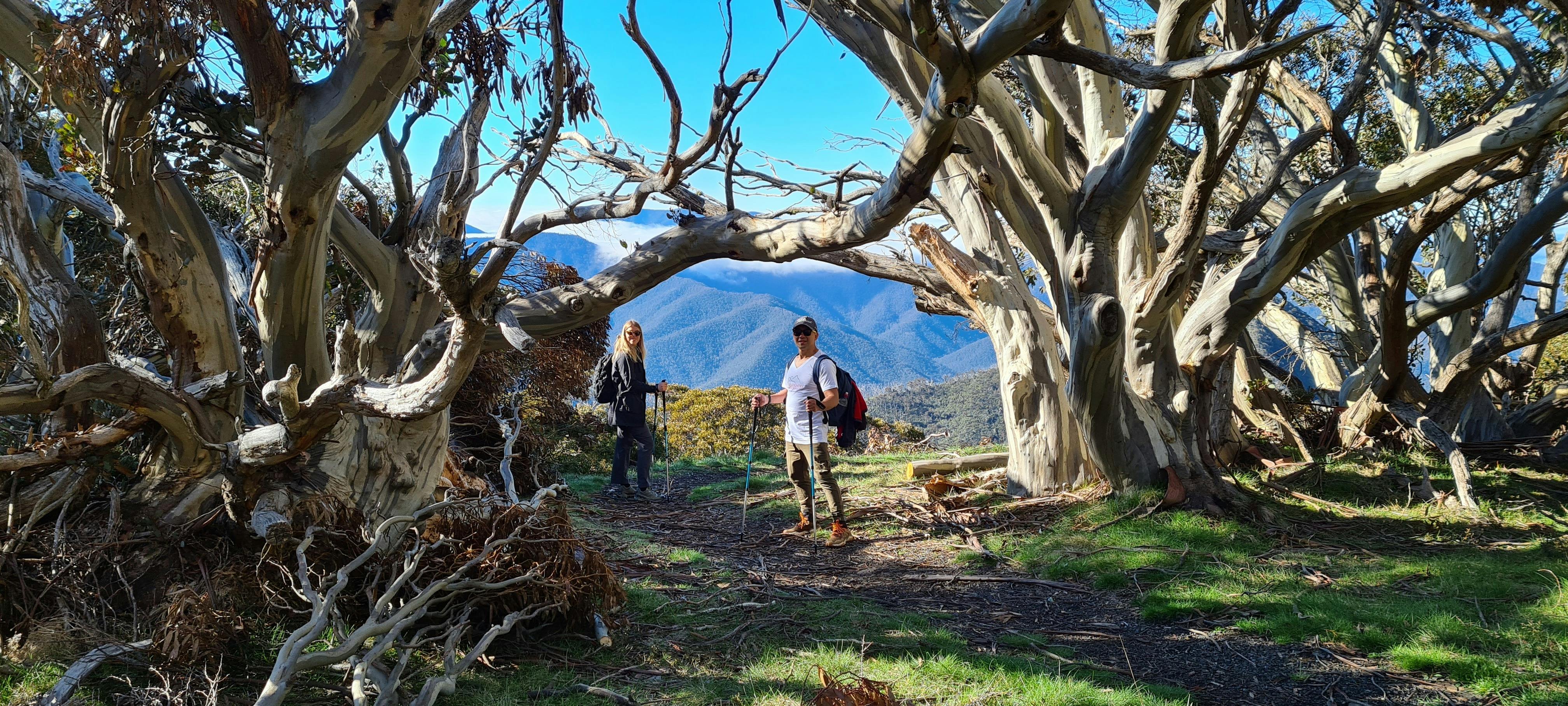 Hikers amongst Snow Gums on Mt Buller
