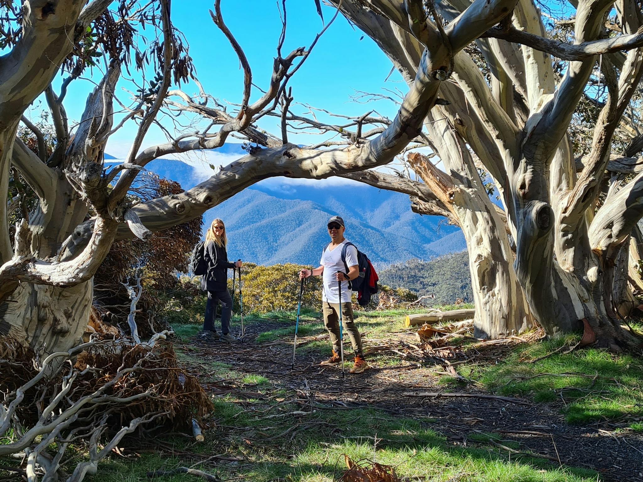 Hikers amongst Snow Gums on Mt Buller