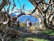Hikers amongst Snow Gums on Mt Buller