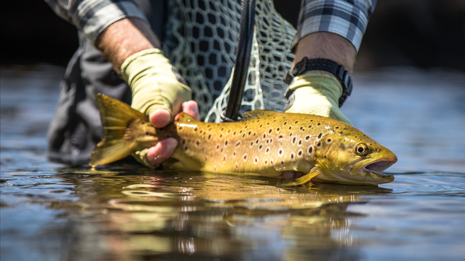 RiverFly 1864