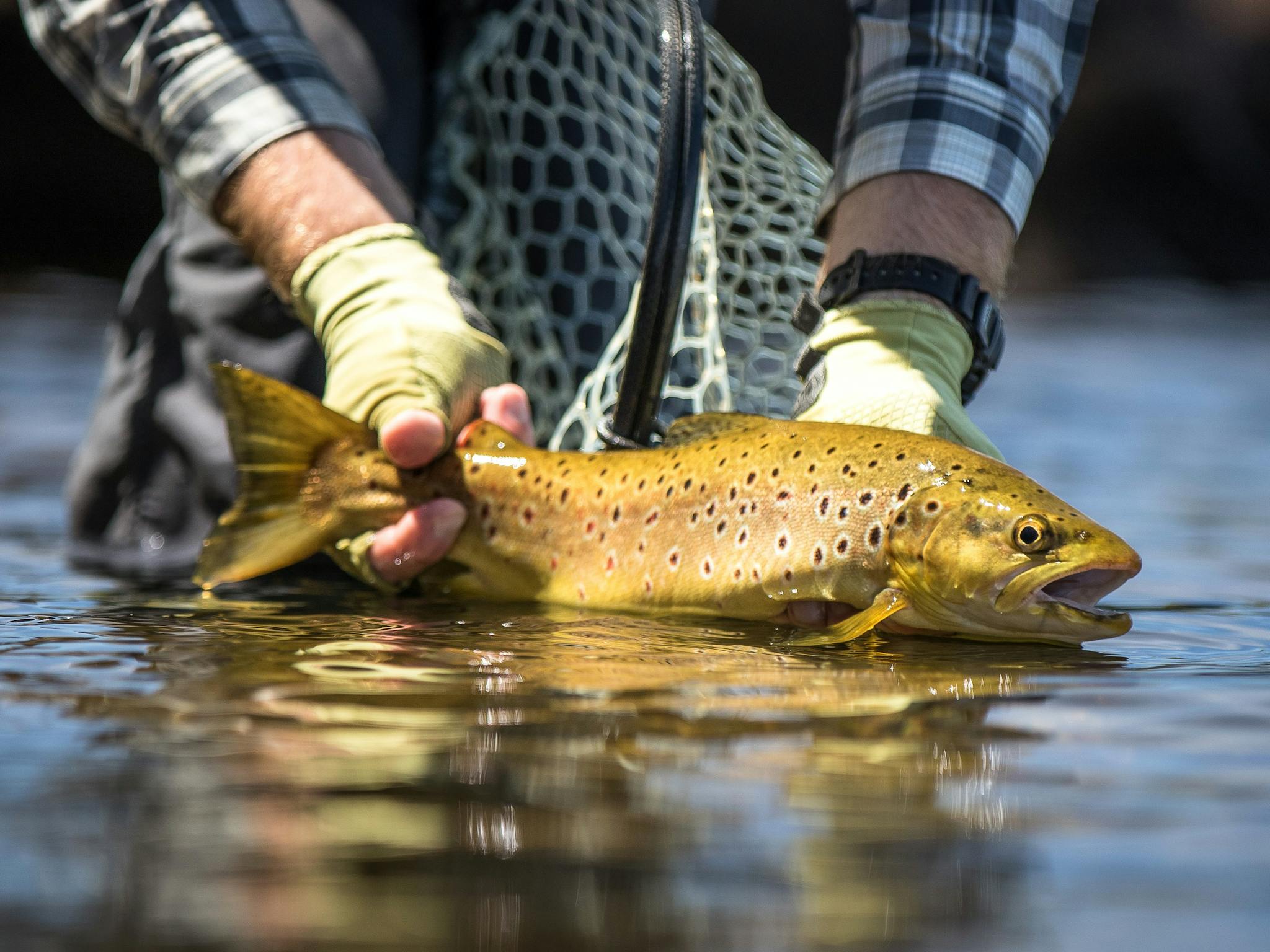 A wild Tasmanian trout being released