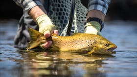 A wild Tasmanian trout being released