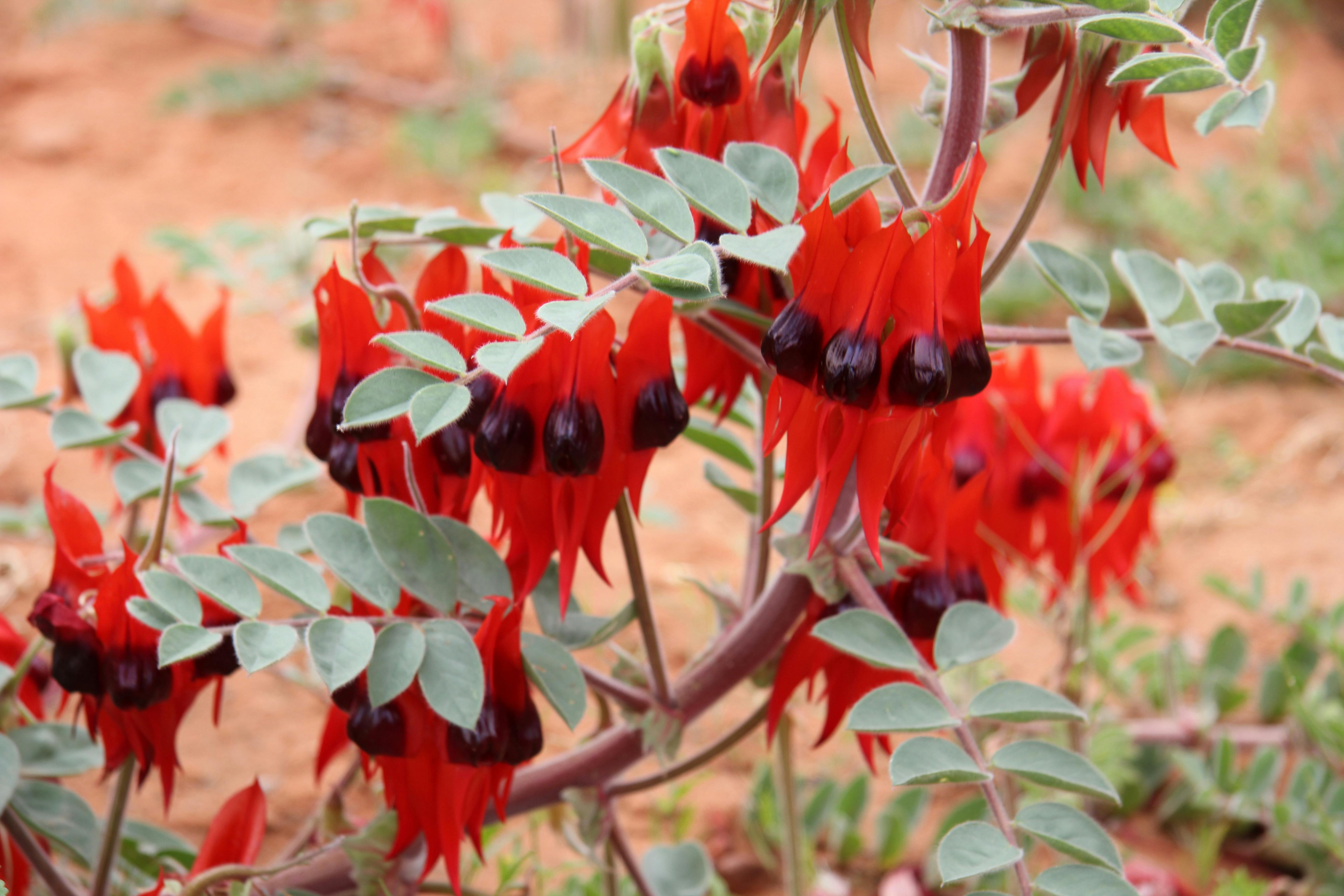 Sturts Desert Pea wildflowers Karijini Tour