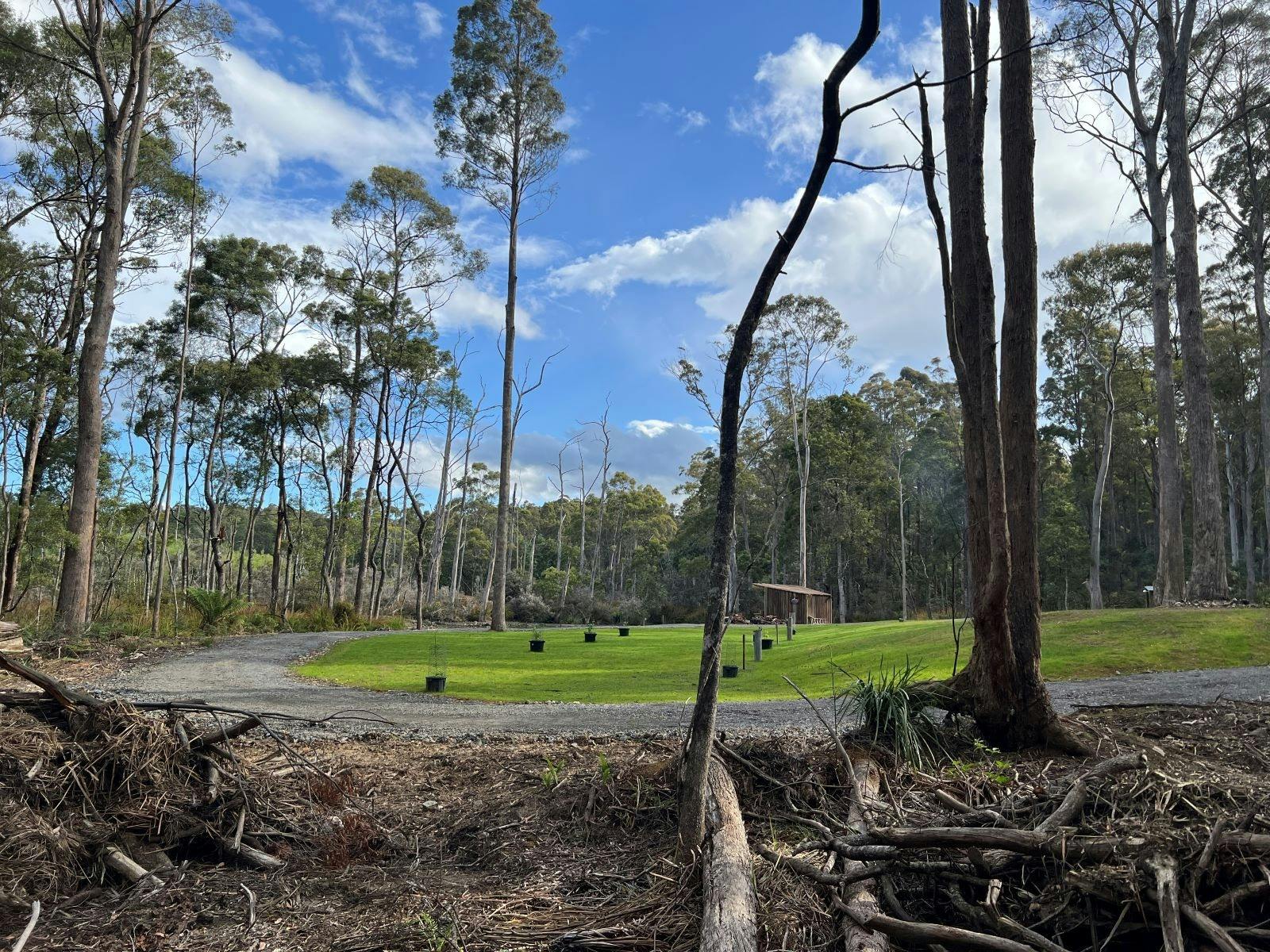 A lush clearing with a wooden shelter, gravel path, and tall eucalyptus trees under blue sky.