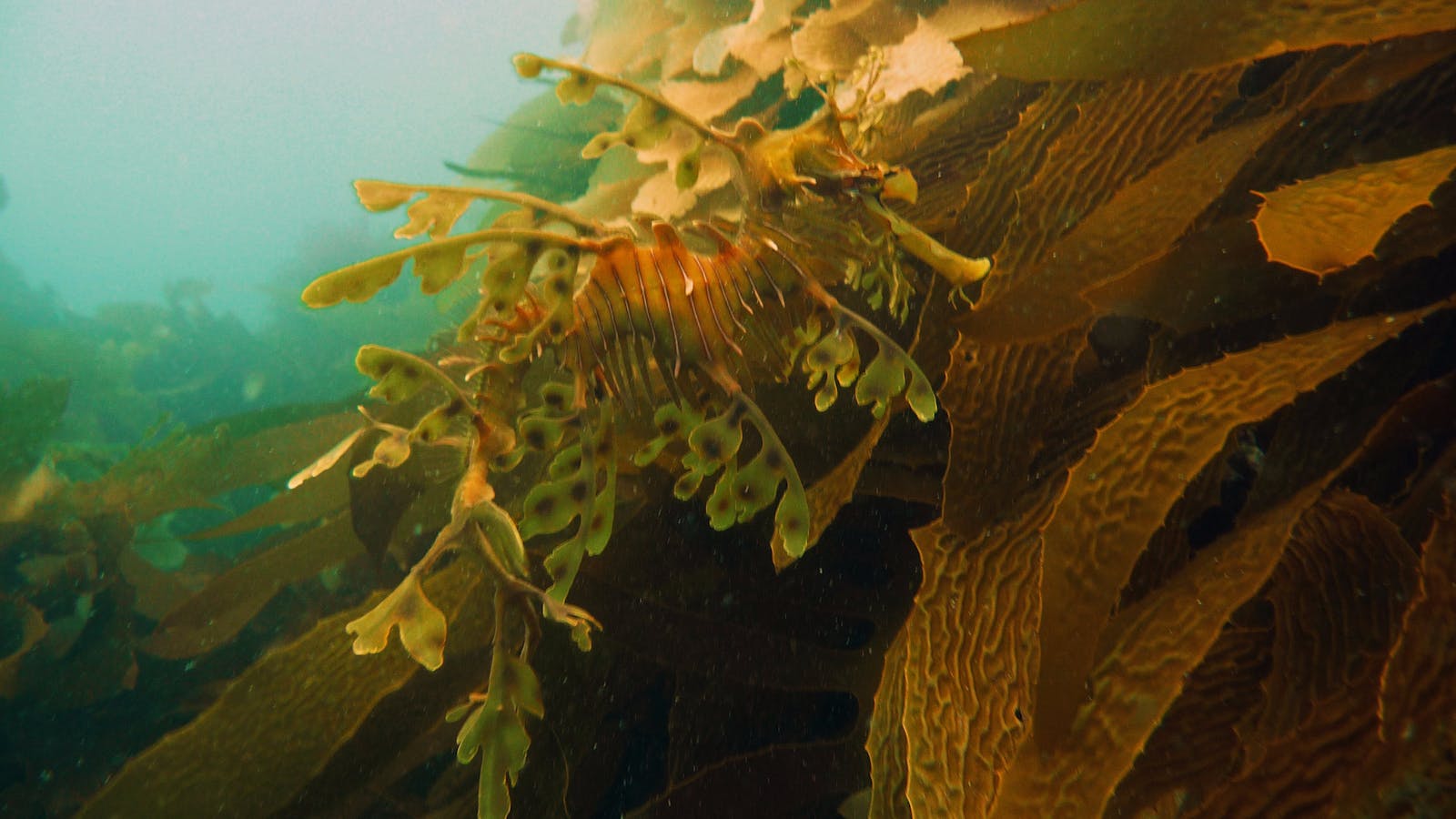 Leafy Sea Dragon - Diving Adelaide