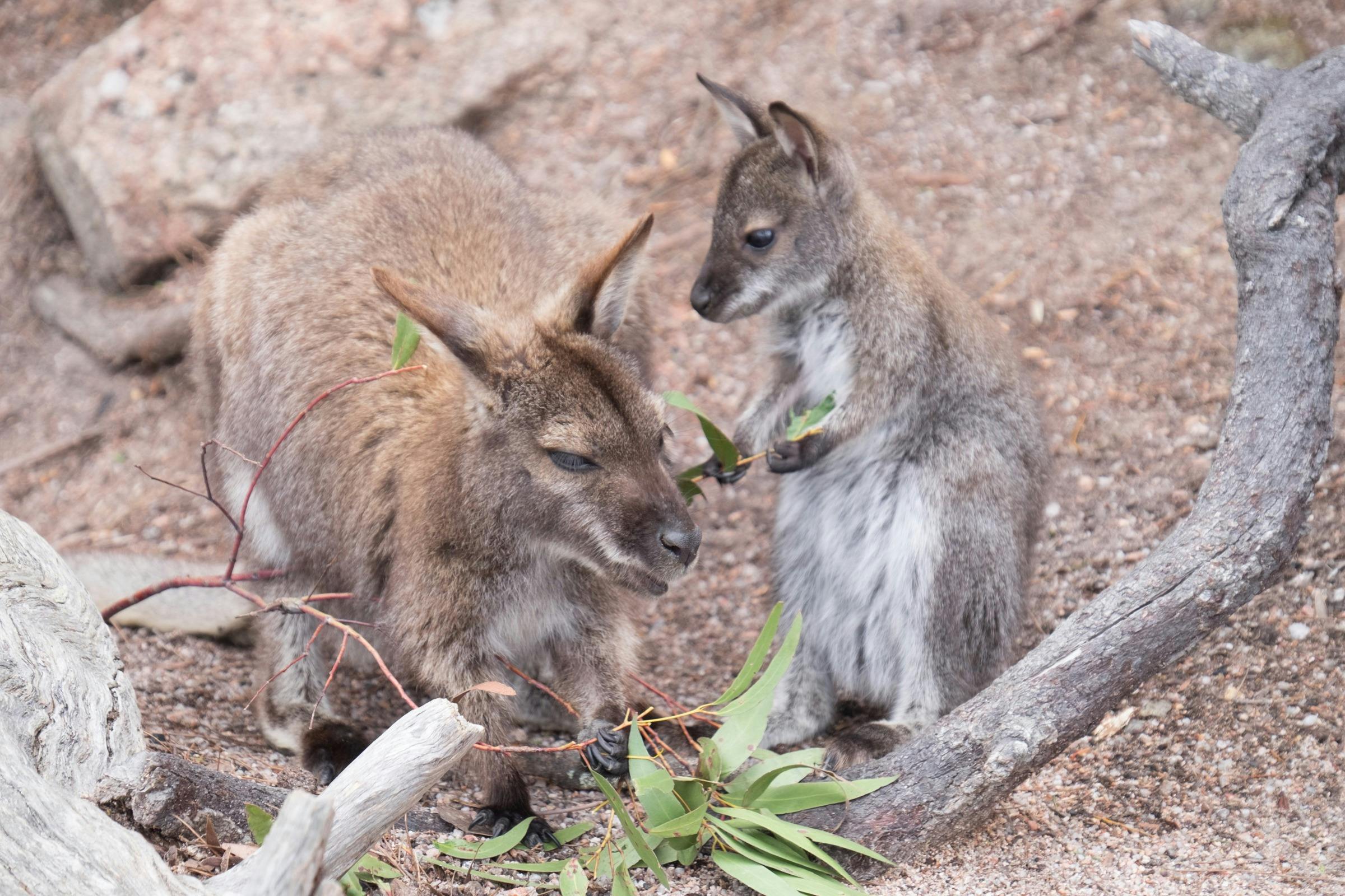 Wallabies eating leaves