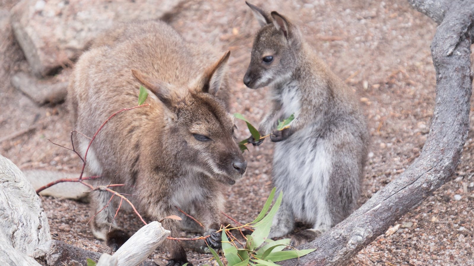 Meet the friendly wildlife
