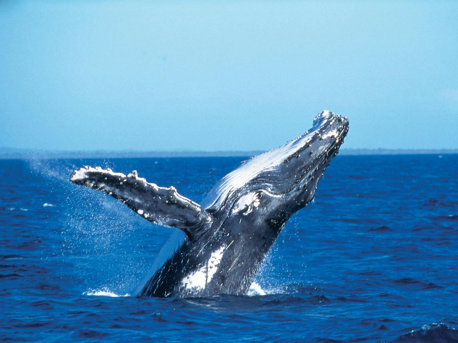 K'gari Whale Retreat