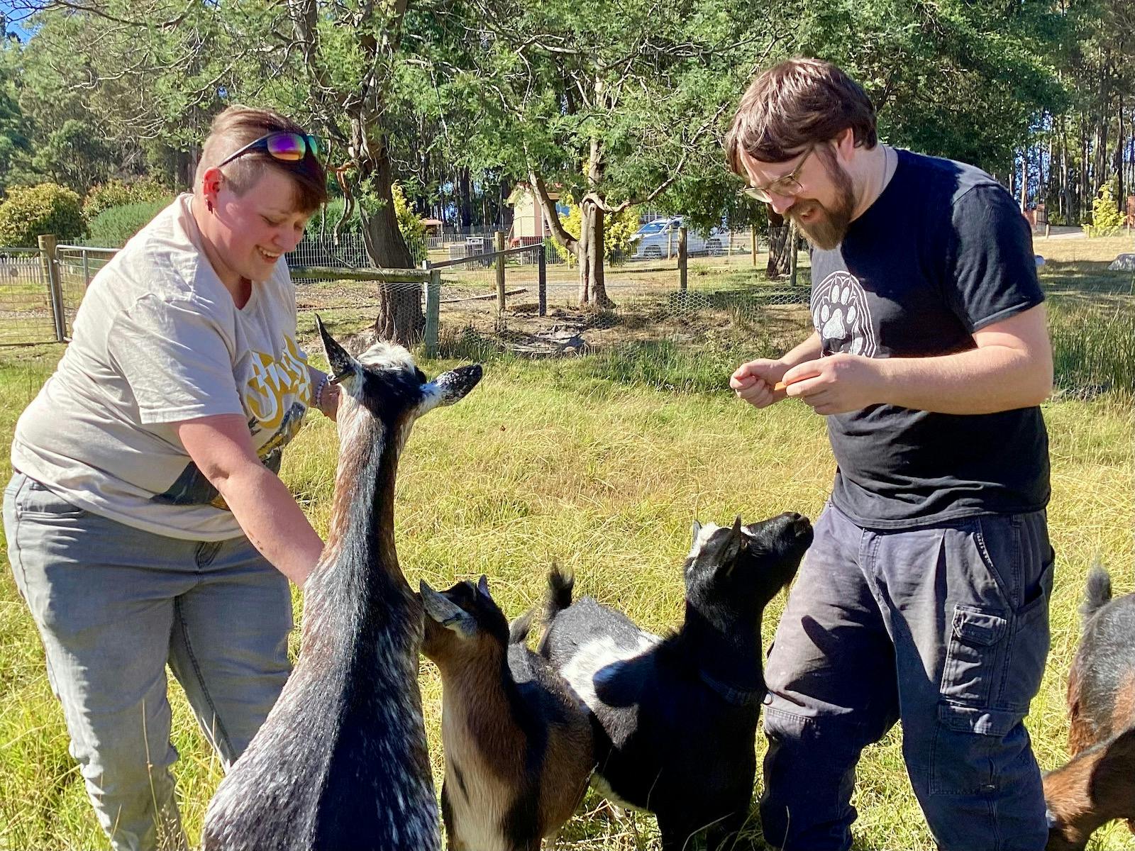 man and lady feeding goats