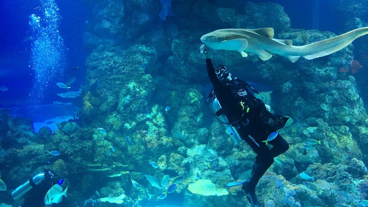 Cairns Aquarium