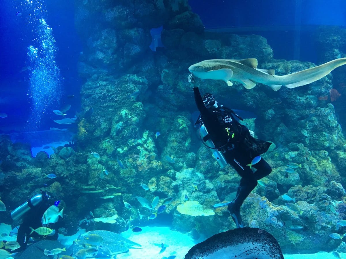 Cairns Aquarium