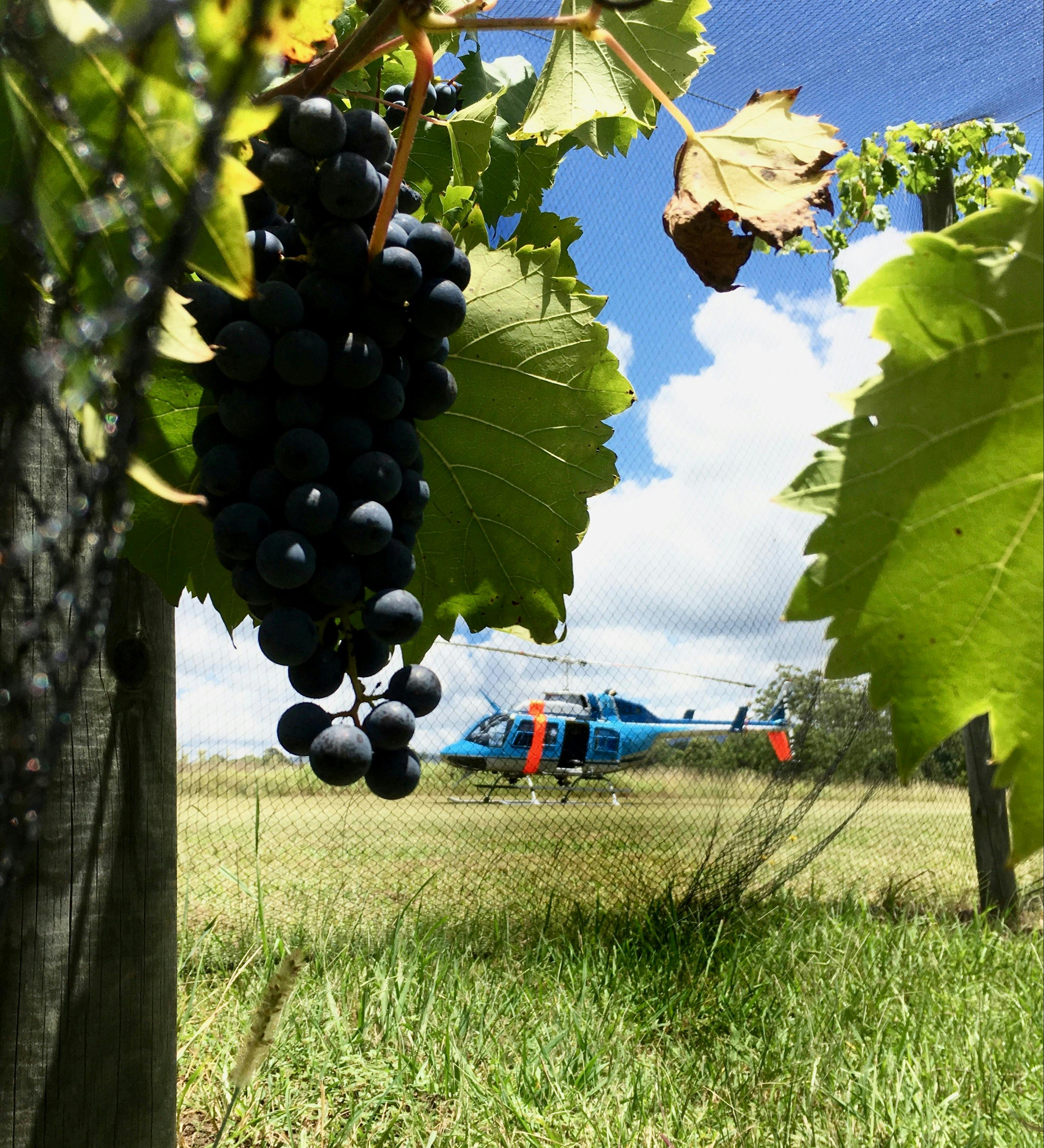 Vineyard in the foreground with a helicopter in the background