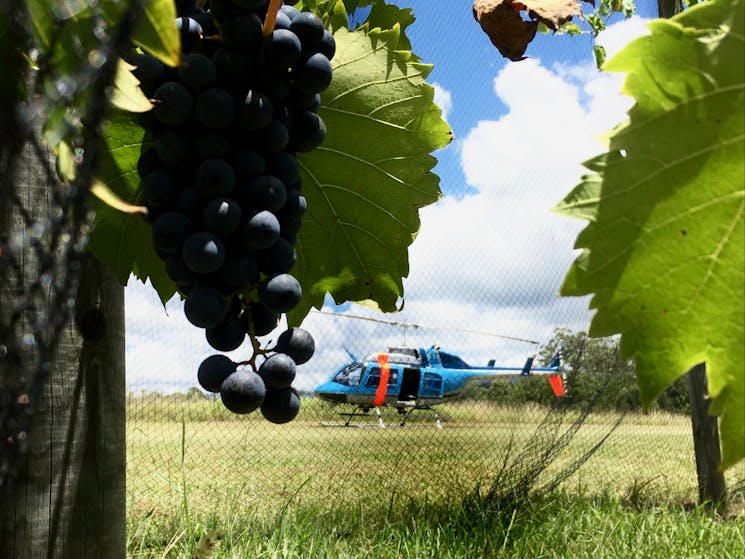 Vineyard in the foreground with a helicopter in the background