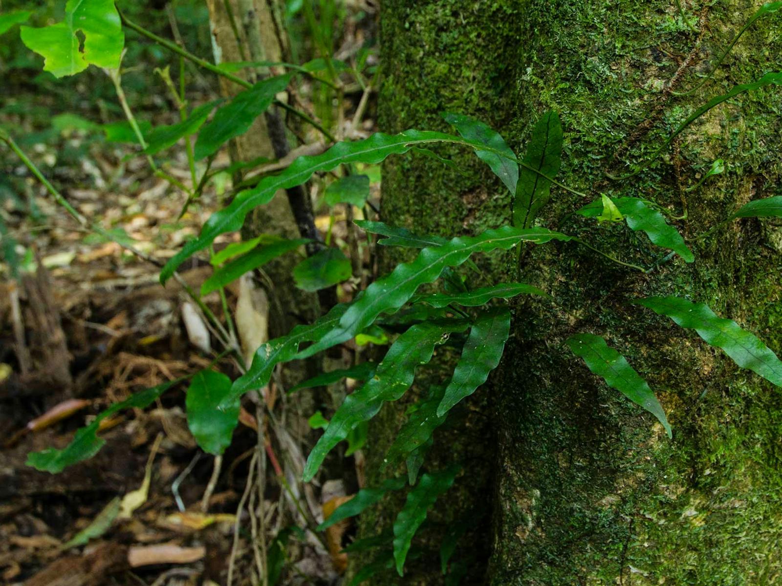 Held des Botanischen Spaziergangs, Willi-Willi-Nationalpark. Foto: John Spencer