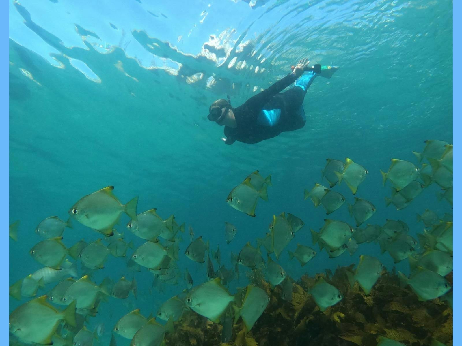 浮潛者在清澈湛藍的海水中與一群銀魚一起在珊瑚礁上方滑行