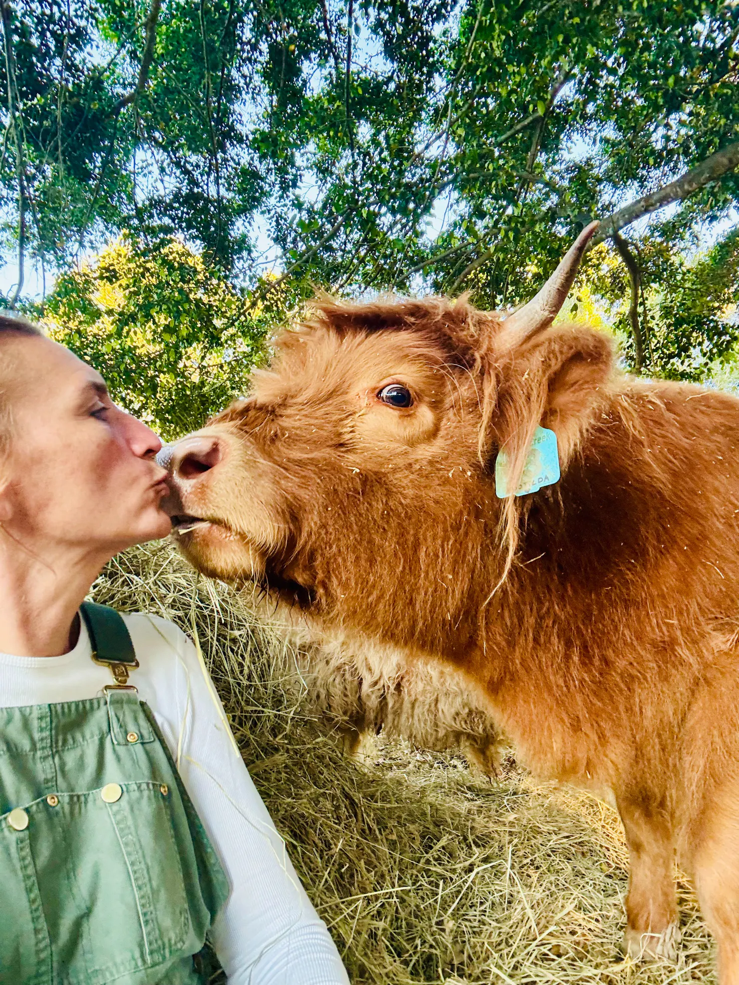 Lady kissing Highland Cow