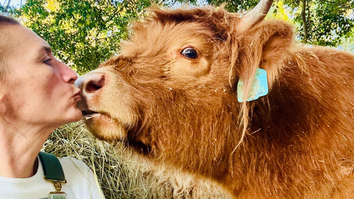 Lady kissing Highland Cow