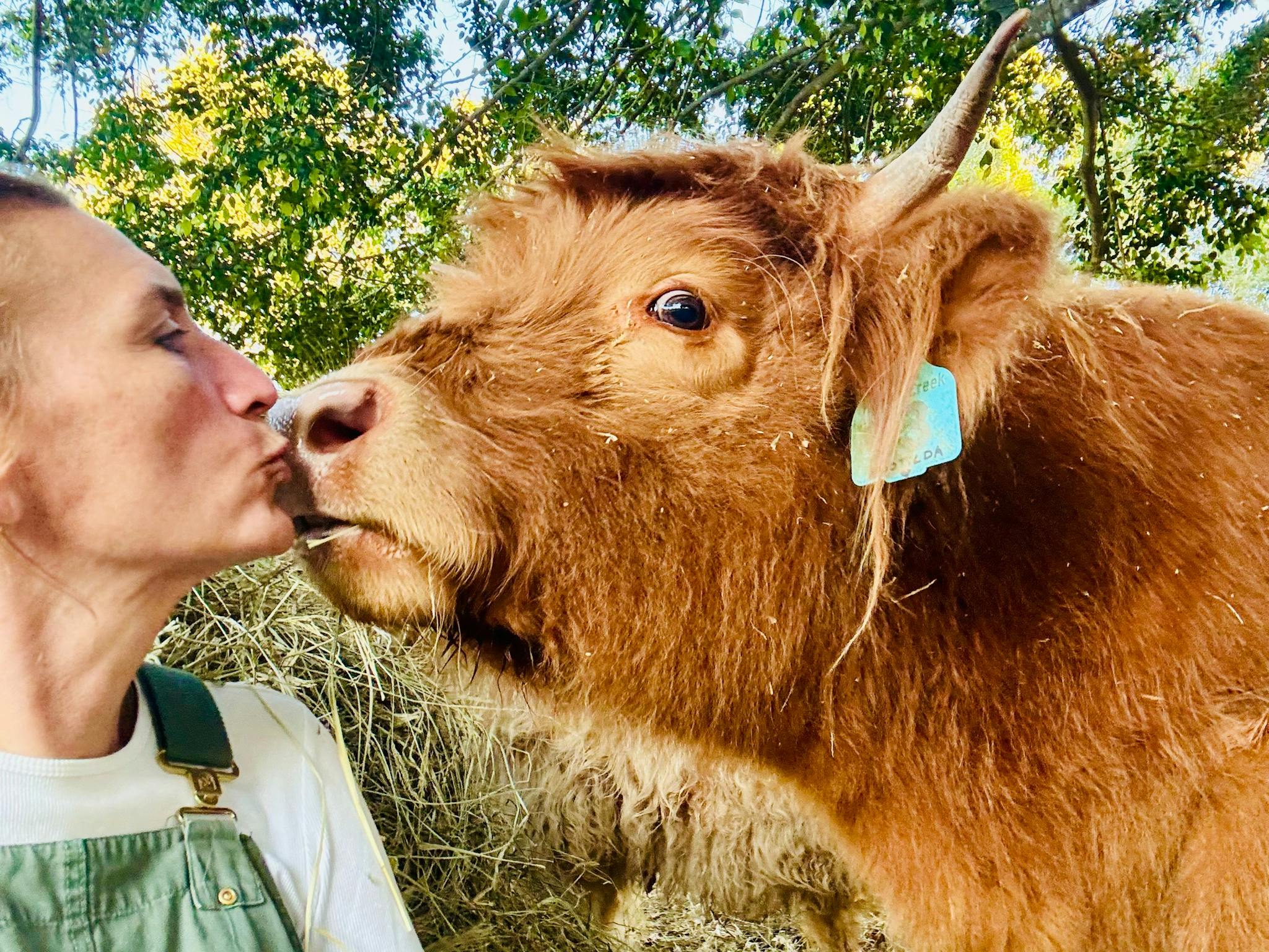 Lady kissing Highland Cow Lady kissing Highland Cow