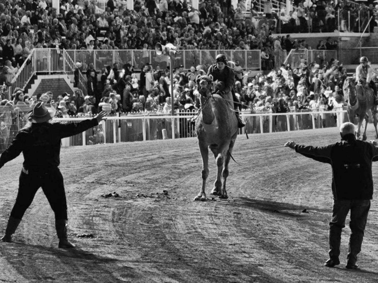 Image for Camel Races at Bathurst