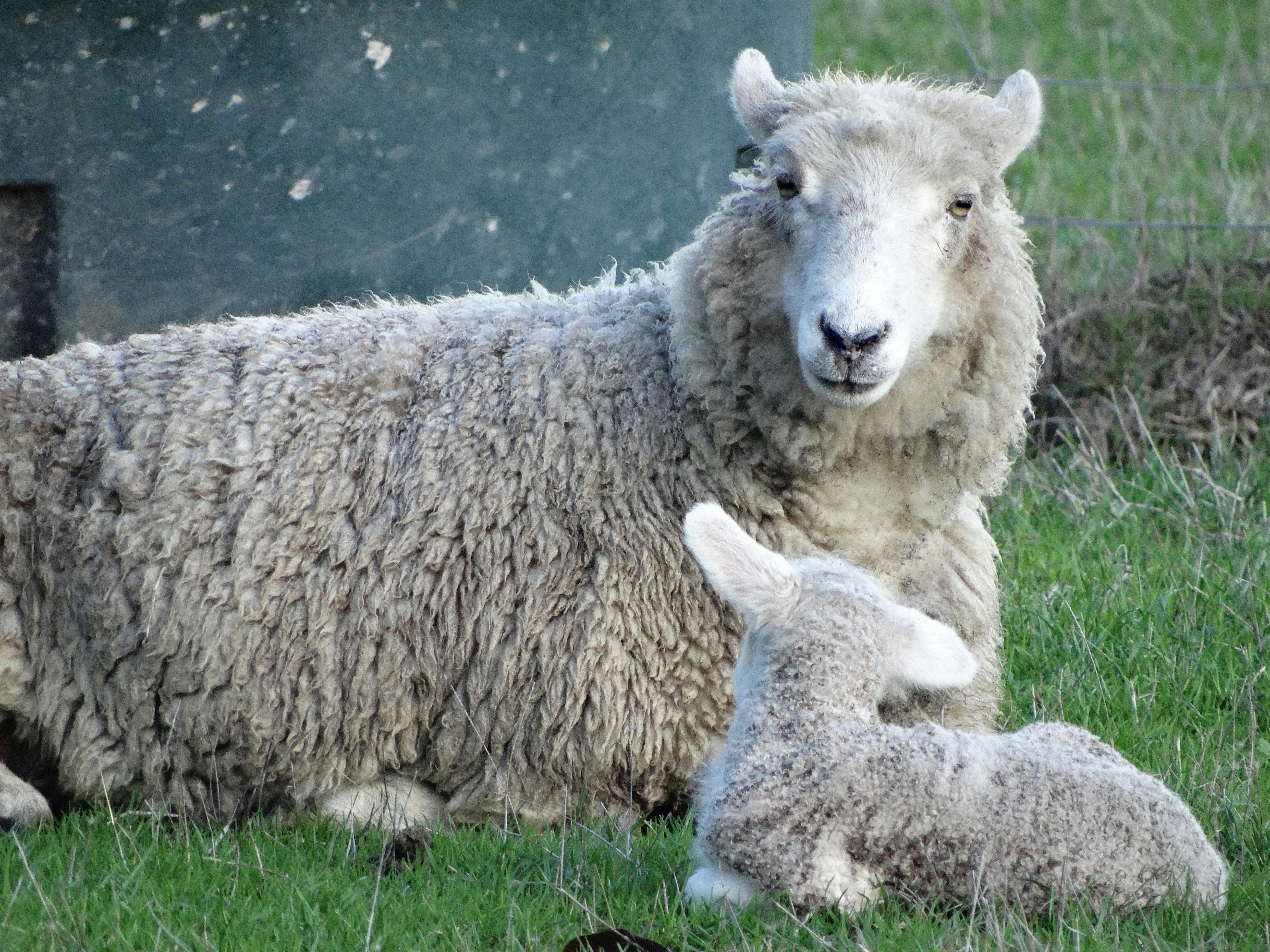 Two Bedroom Shearers' Retreat