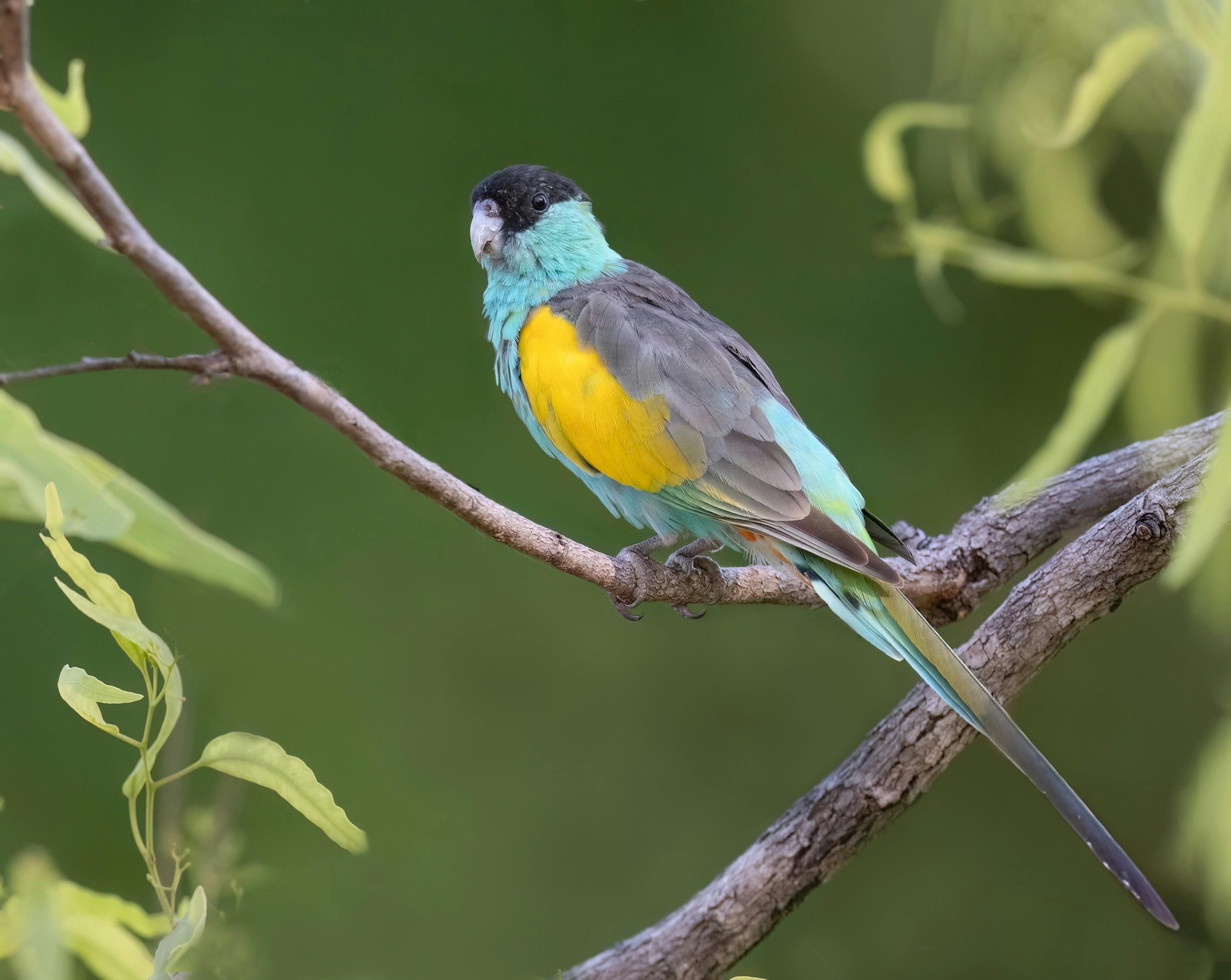 Male Hooded Parrot, Psephotellus dissimilis, at Pine Creek, south of Darwin, Northern Territory
