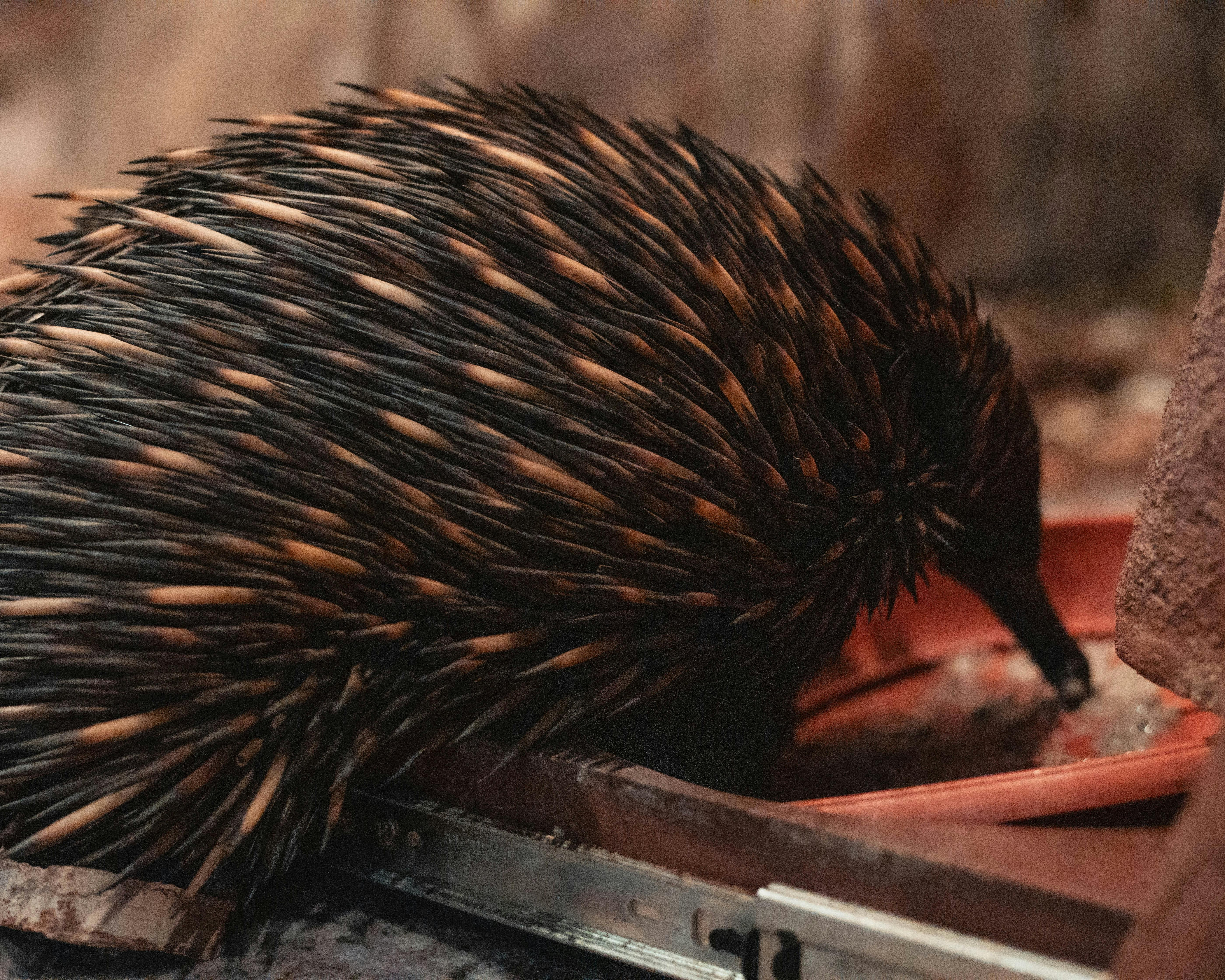 Echidna eating in wildlife show