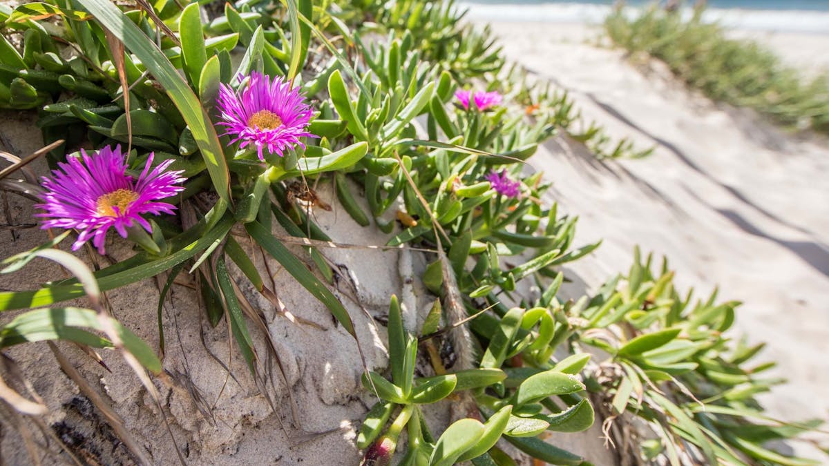 Purple flowers in the sand dunes at Fort Bribie Purple flowers in the sand dunes at Fort Bribie