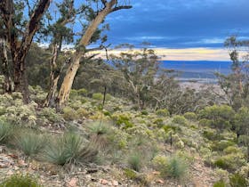 Dutchmans Stern at sunrise. Native flora in flower.