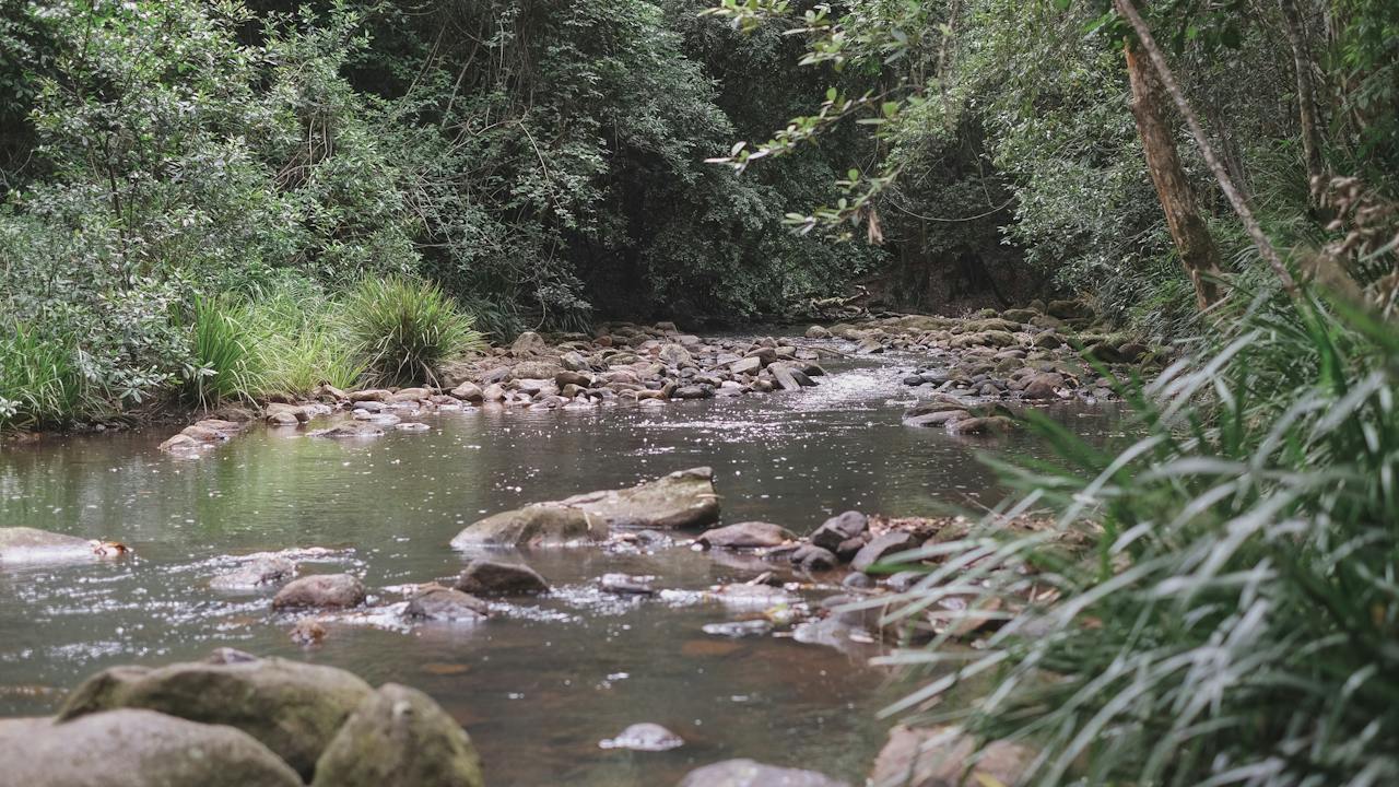 Upsalls Creek view from The Gorge Walking Track