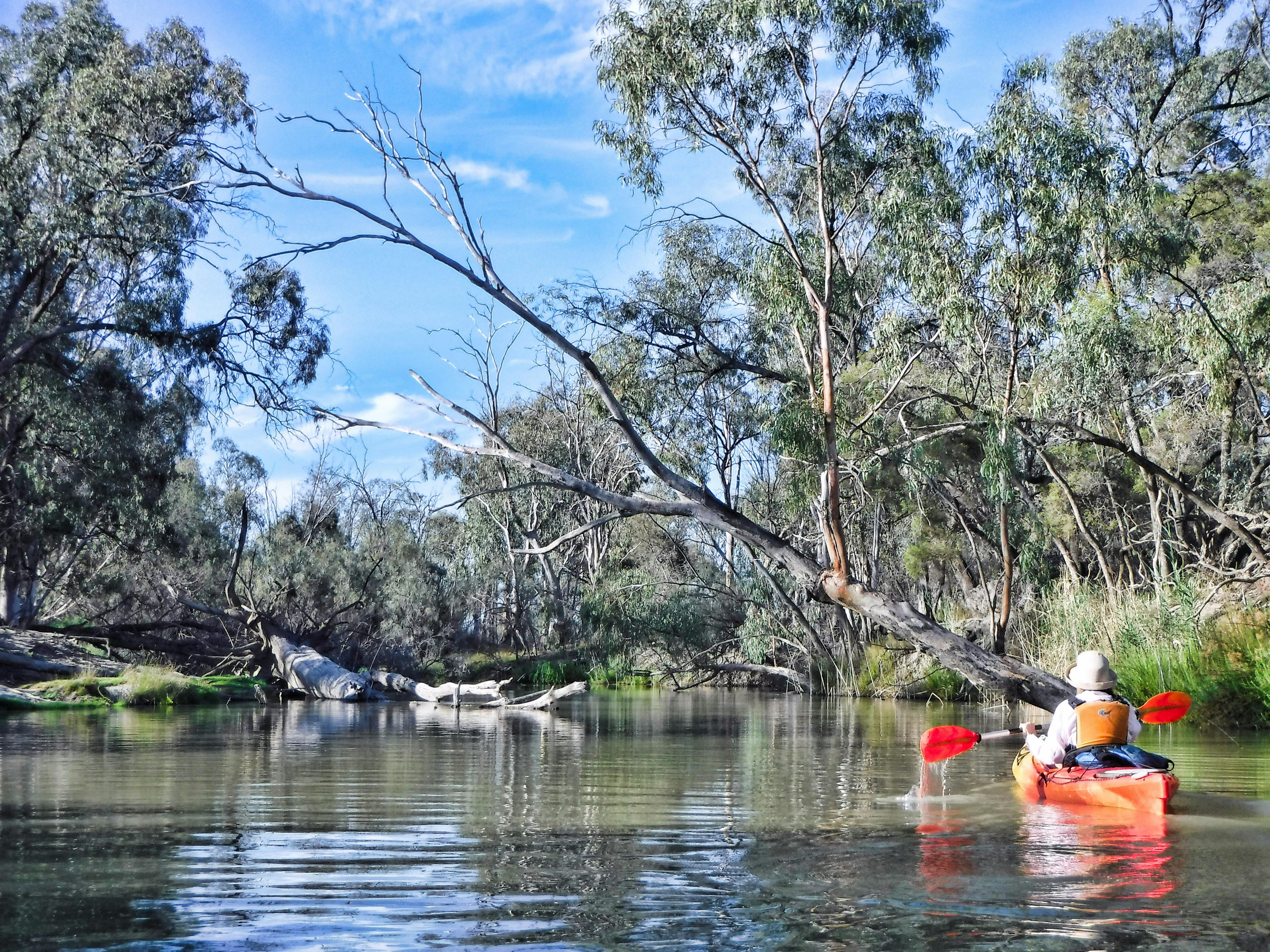 Single kayaker enters narrow, tree-lined creek.