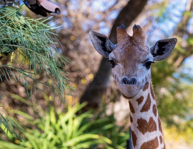 Giraffe Feed at Adelaide Zoo