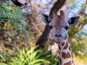Adelaide Zoo Giraffe feed South Australia