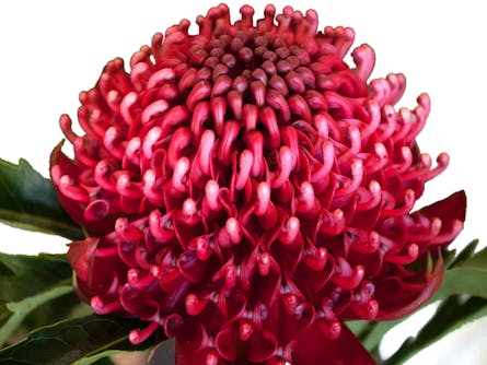Blue mountains botanic garden events Blue mountains botanic garden events
