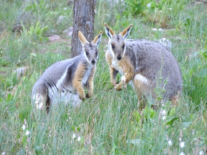34 Day Tour Wilpena Pound Gorges