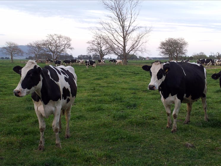 Cow neighbours