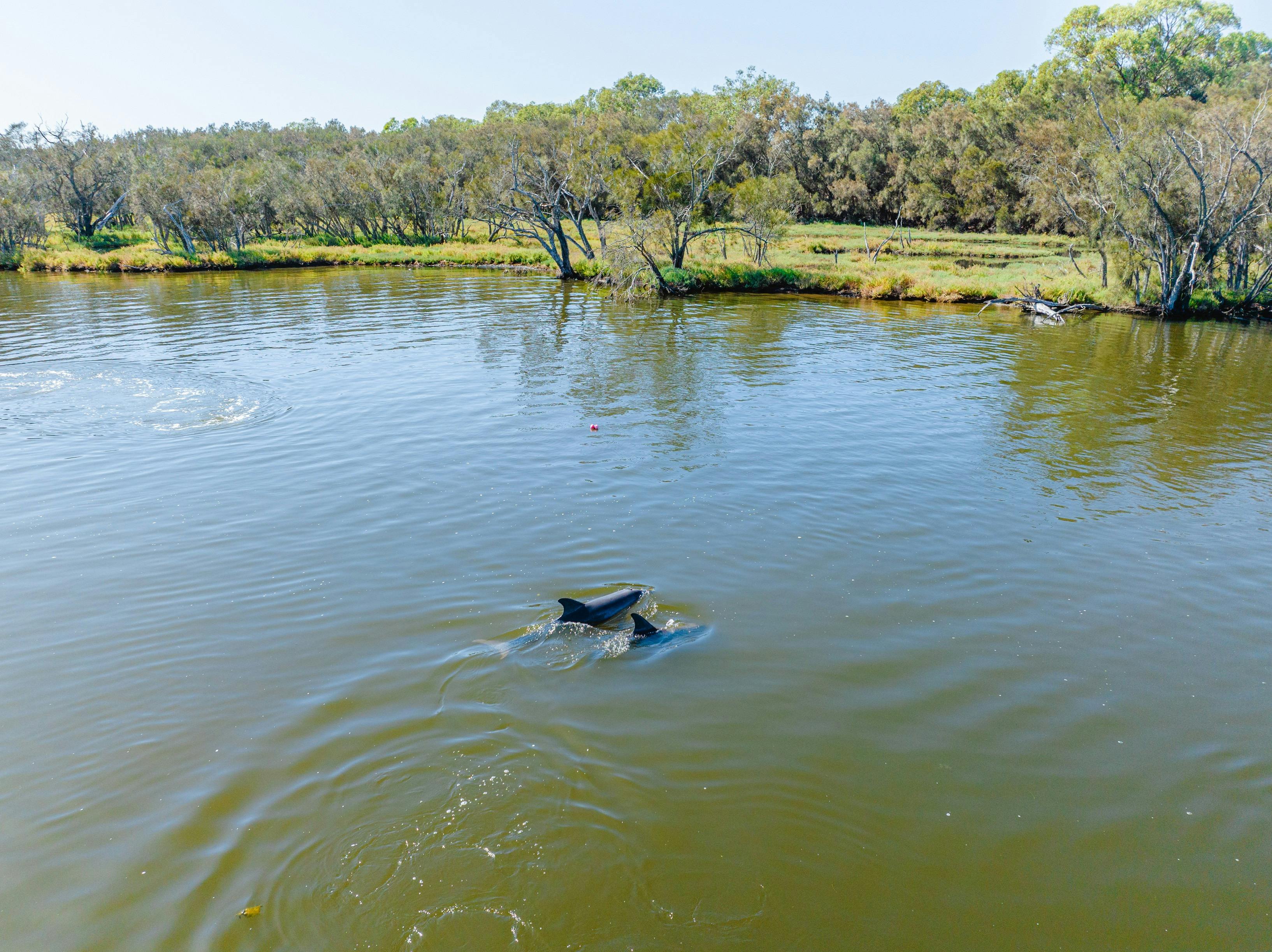 Two wild dolphins swimming in the Serpentine River