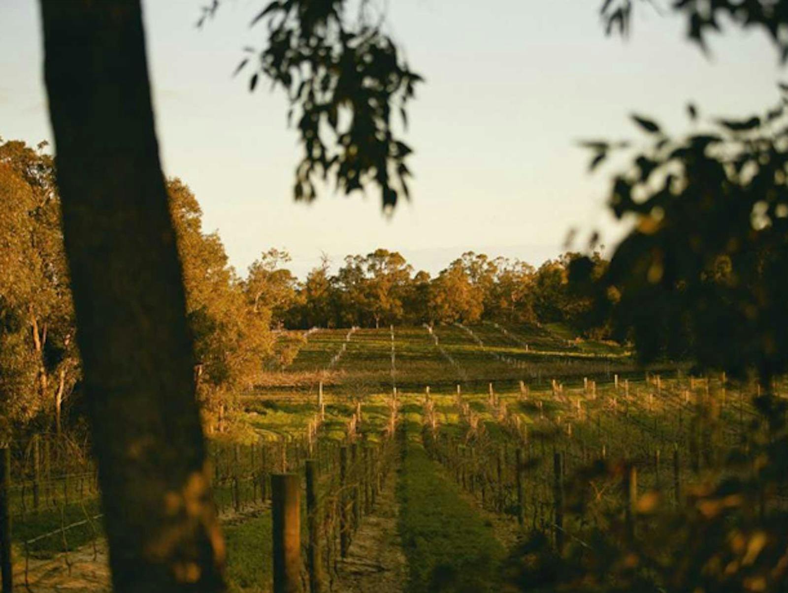 Paul Conti Wines