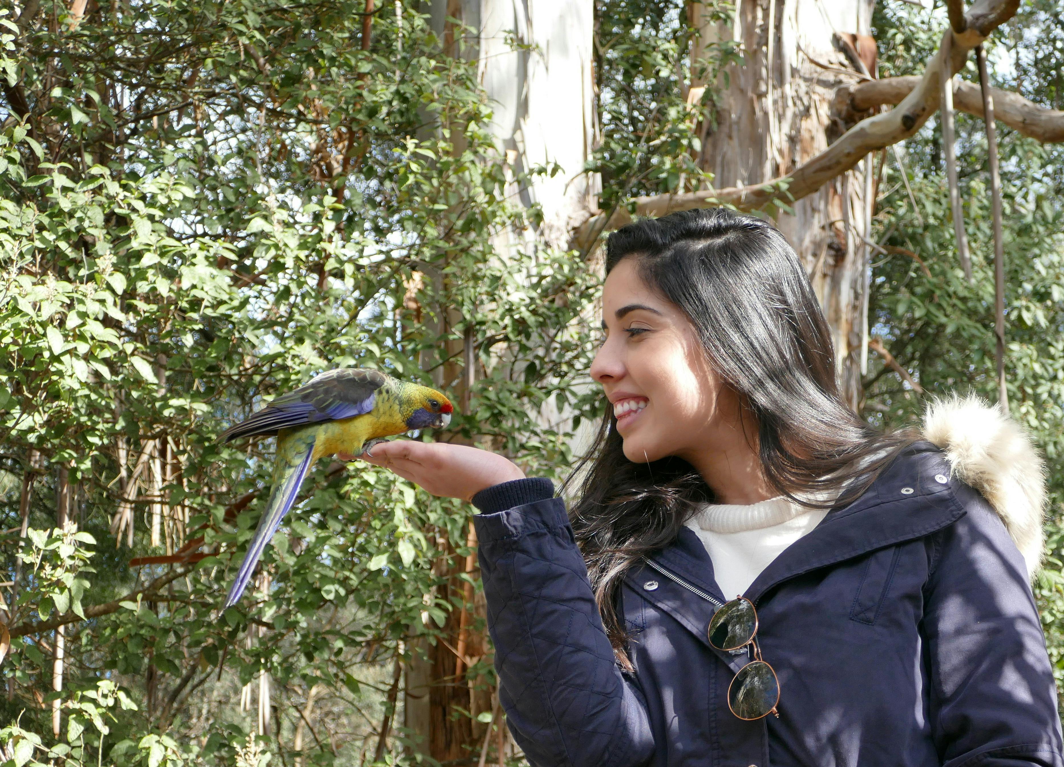 Wild endemic rosellas