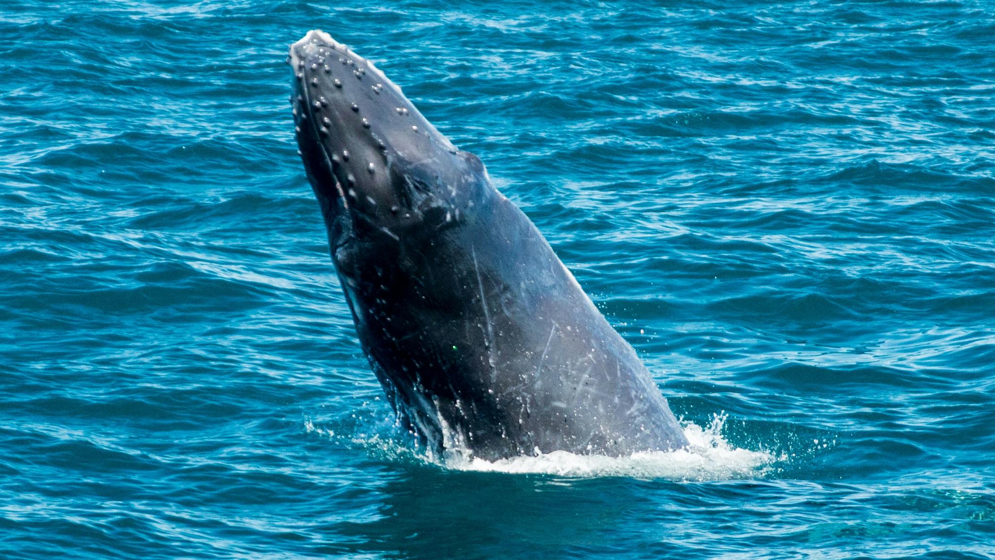 Ocean Eco Adventures, Exmouth, Western Australia