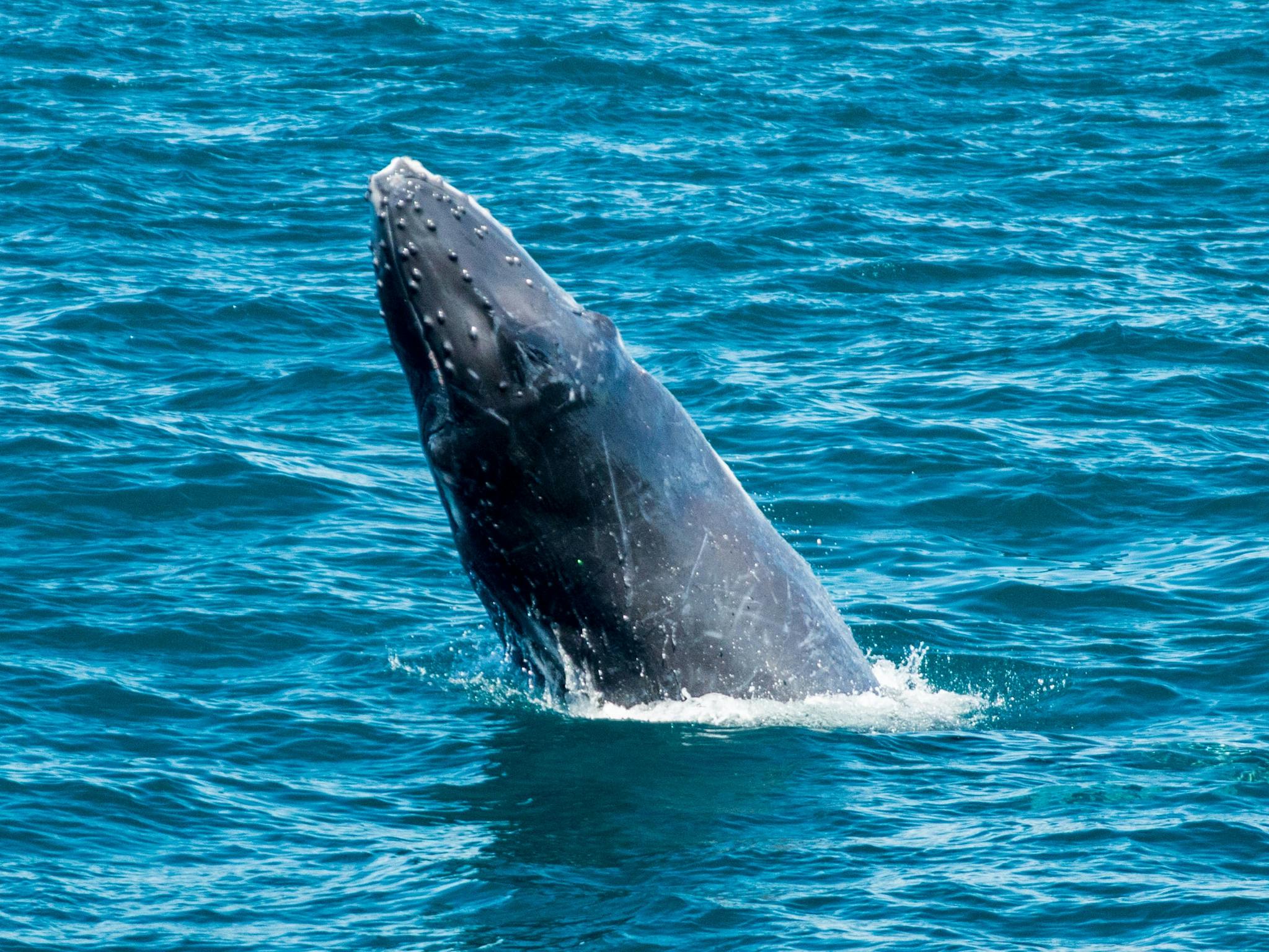 Ocean Eco Adventures, Exmouth, Western Australia