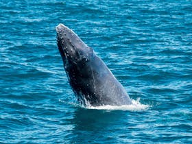 Ocean Eco Adventures, Exmouth, Western Australia