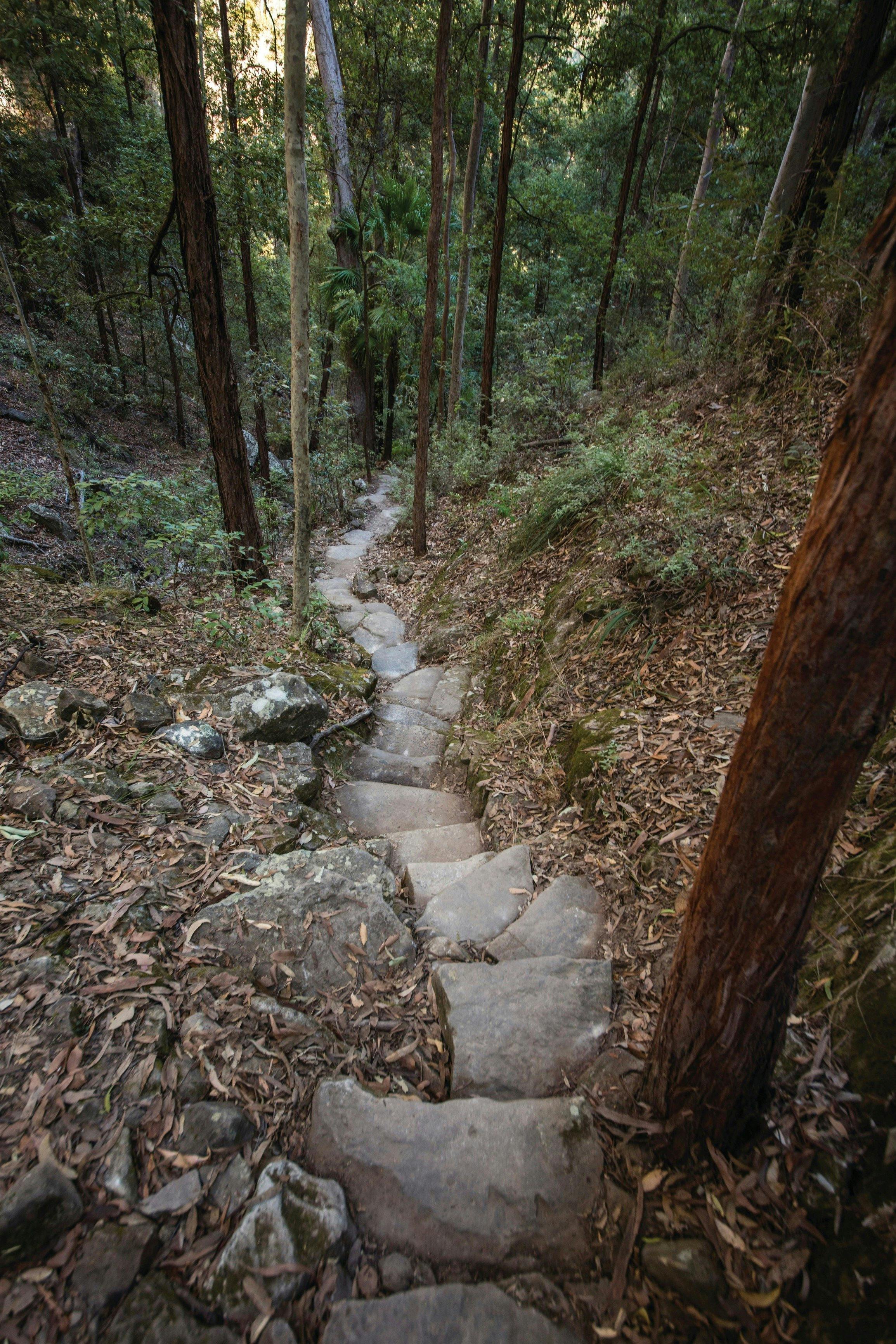 Steps along walking track at Boolimba Bluff