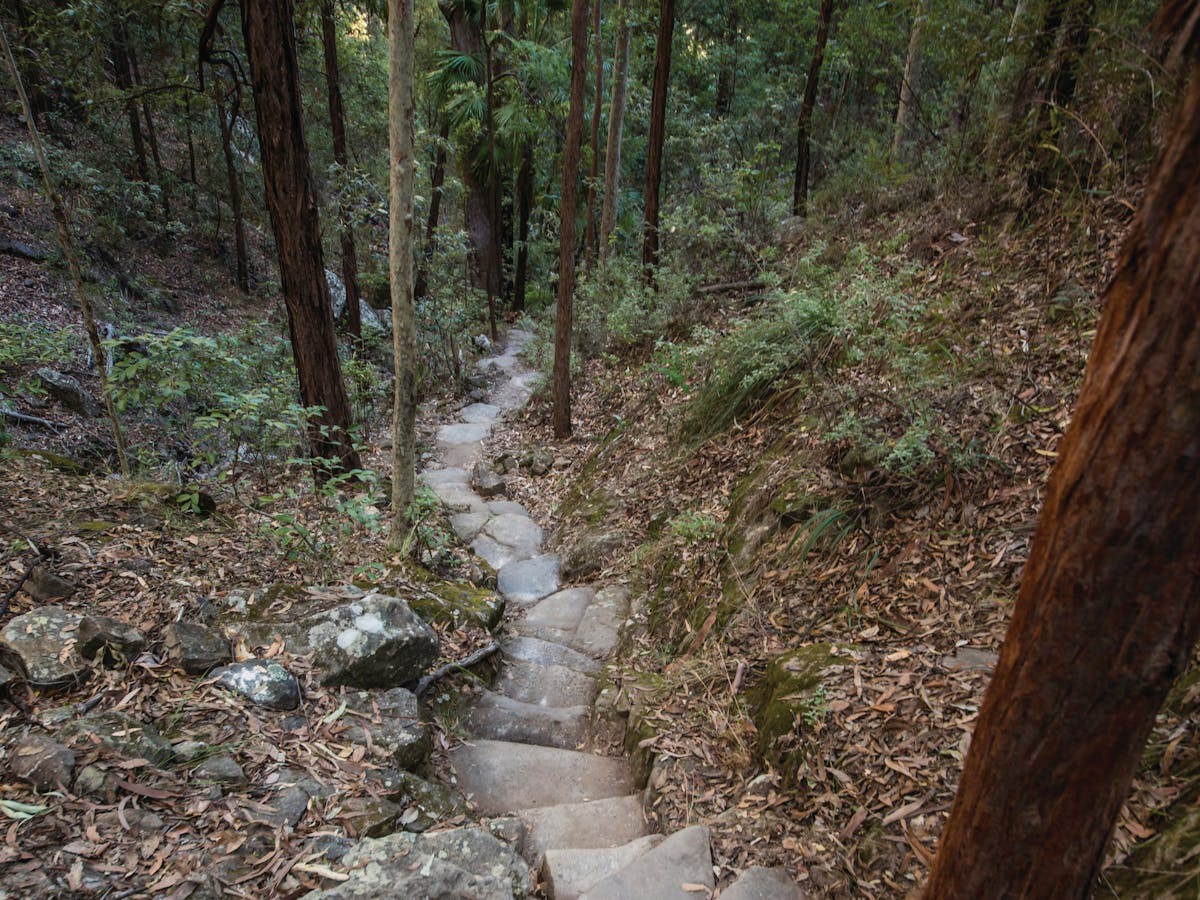 Steps along walking track at Boolimba Bluff Steps along walking track at Boolimba Bluff