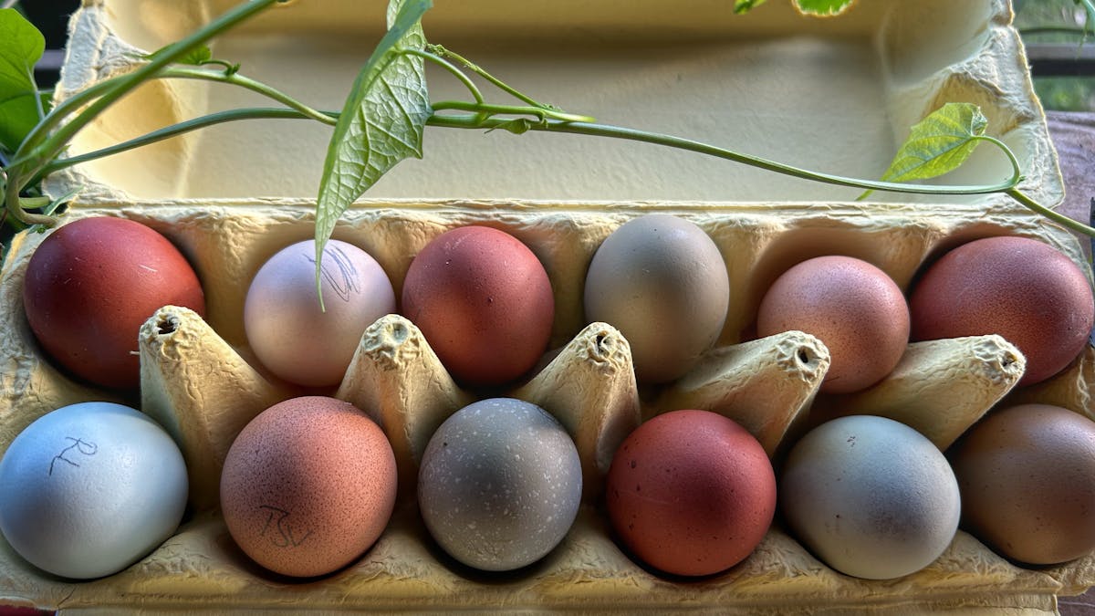 Eggs